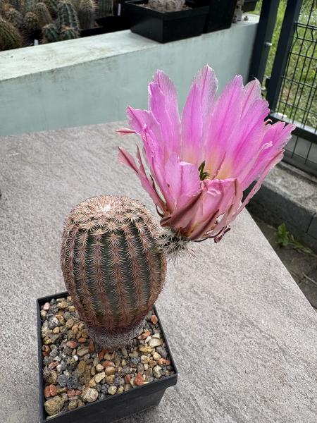 Echinocereus pectinatus
